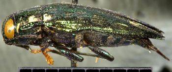 Media type: image;   Entomology 22509 Aspect: habitus lateral view